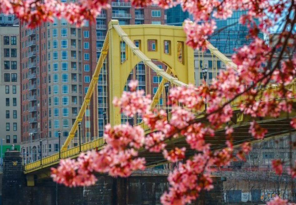 pittsburgh yellow bridge with redbud