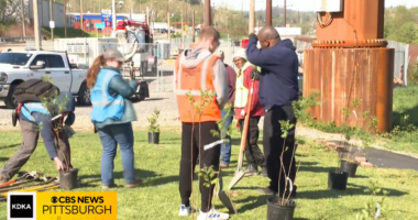 tree planting at event