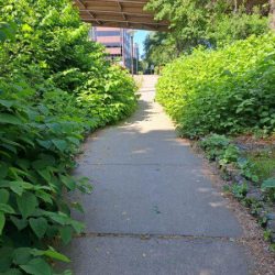 Strip district knotweed
